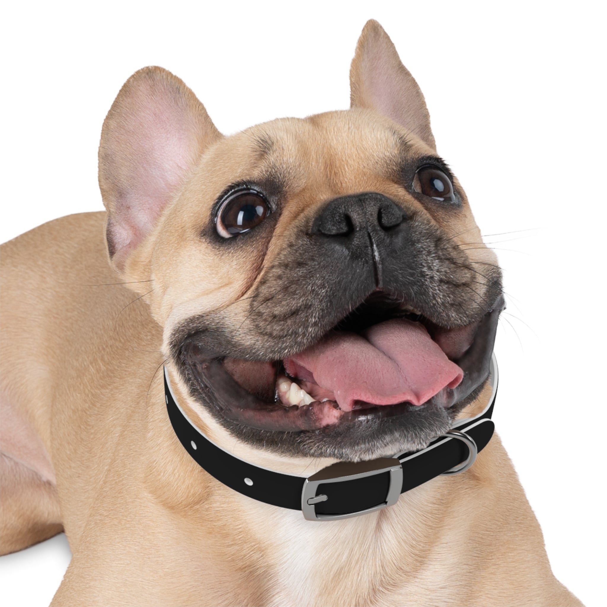 Dog Collar — "Always a Family" Personalized Black Chalkboard Pet Collar