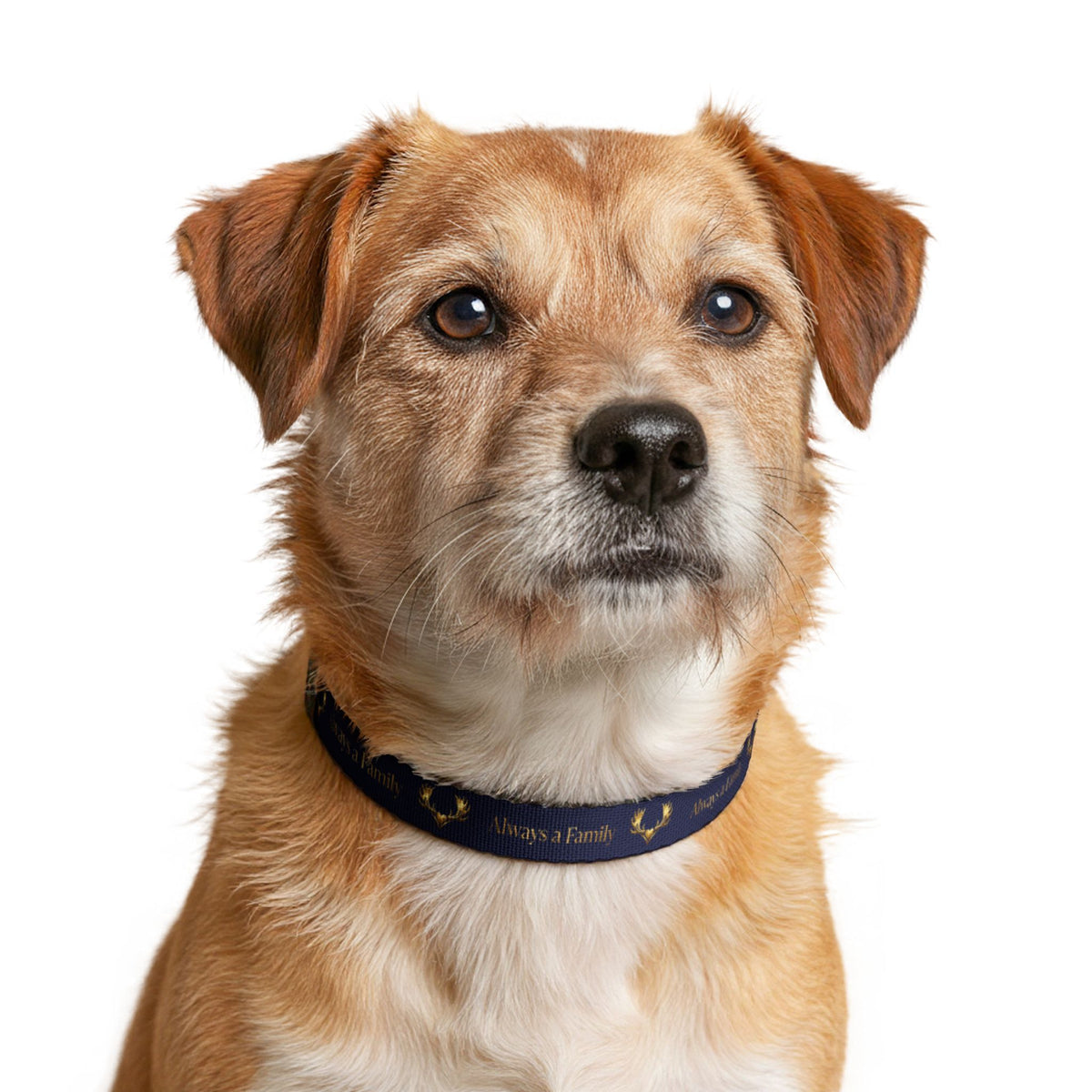 Dog Collar — Navy "Always a Family" Clip-On Collar with Gold Laurel Accent