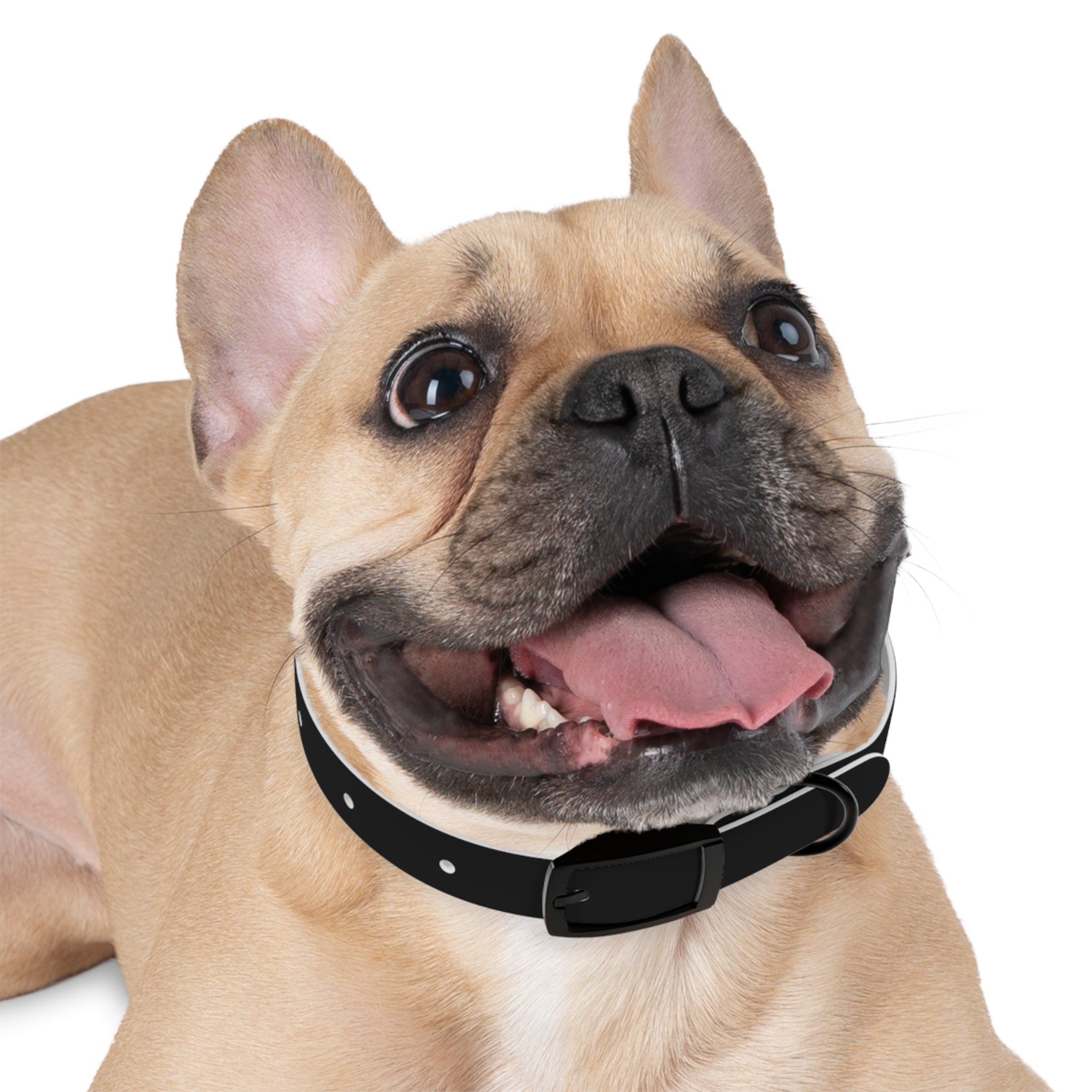 Dog Collar — "Always a Family" Personalized Black Chalkboard Pet Collar