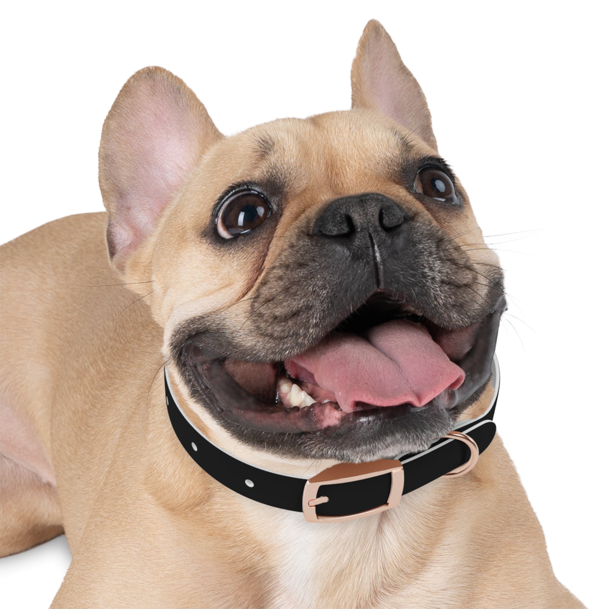 Dog Collar — "Always a Family" Personalized Black Chalkboard Pet Collar