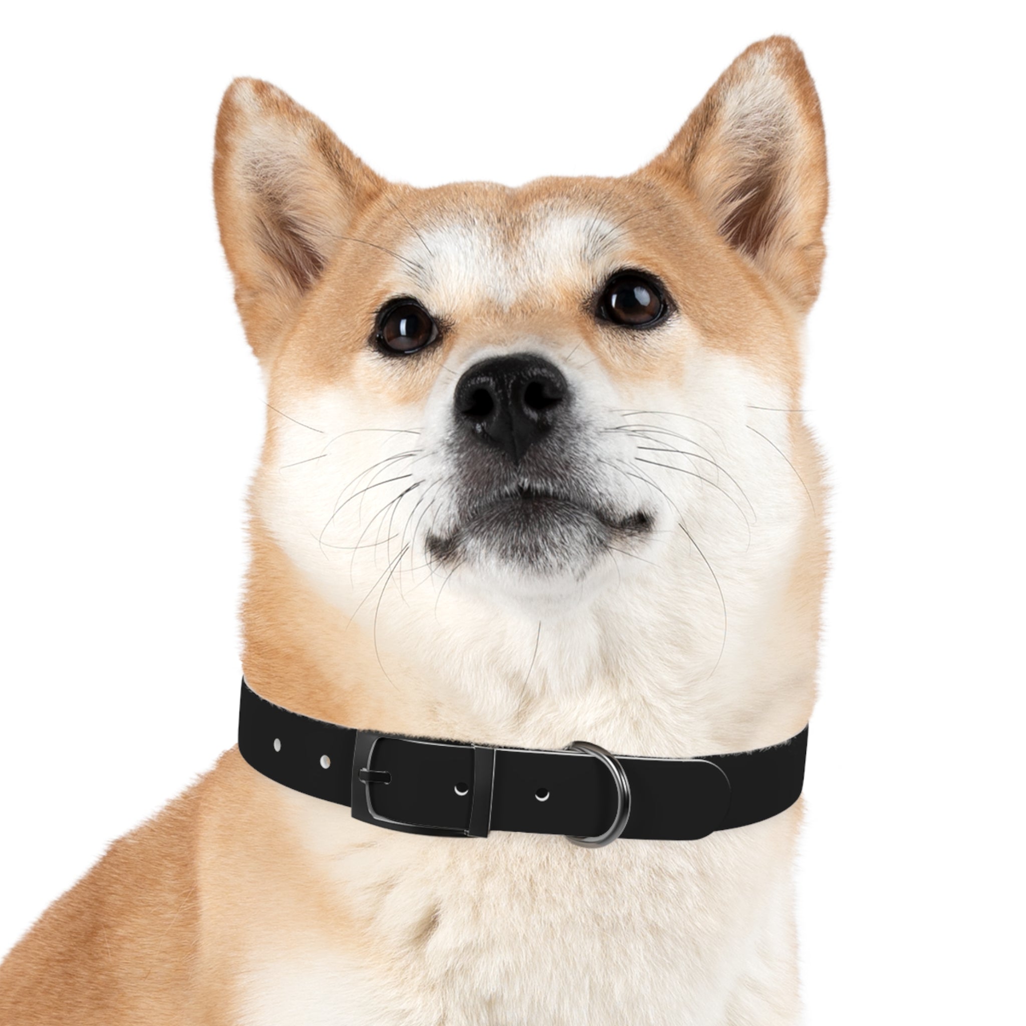 Dog Collar — "Always a Family" Personalized Black Chalkboard Pet Collar