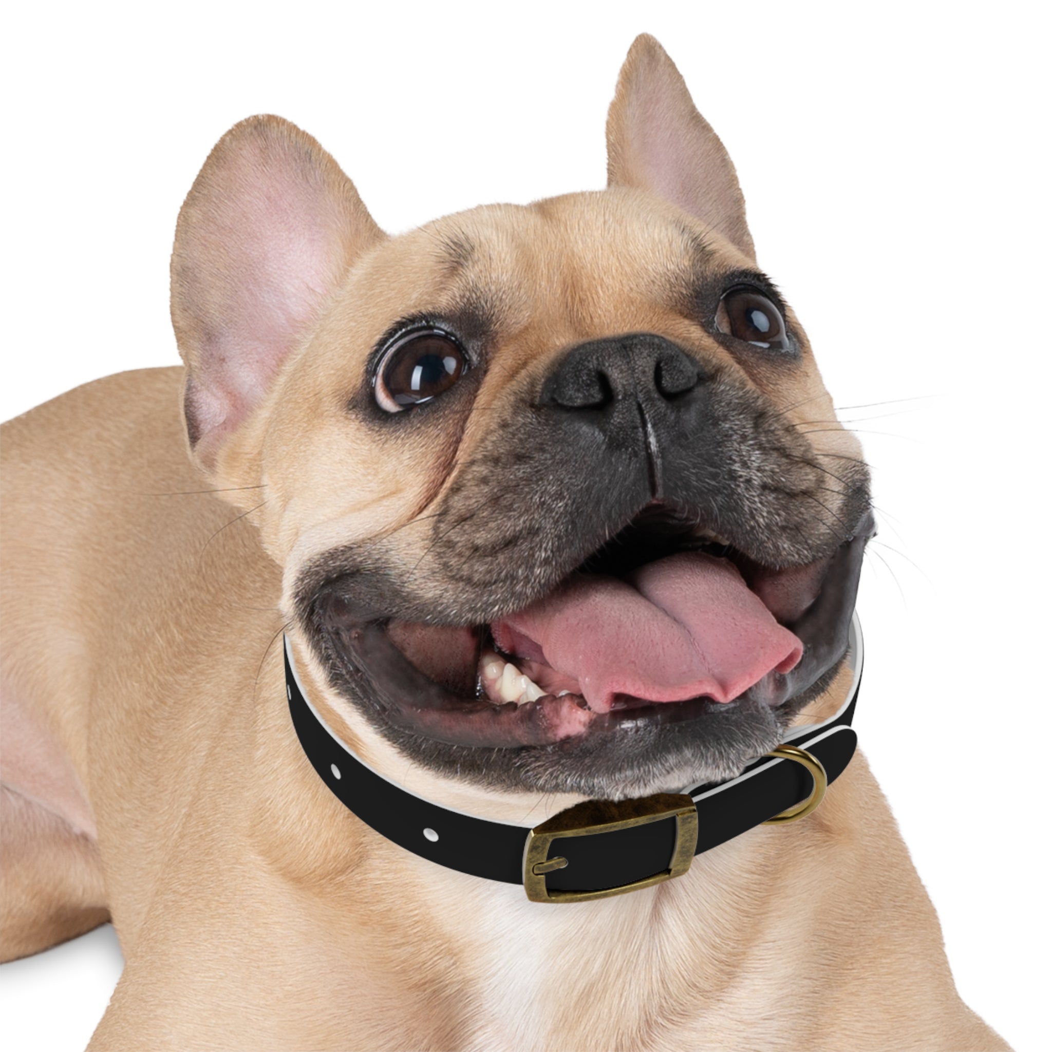 Dog Collar — "Always a Family" Personalized Black Chalkboard Pet Collar