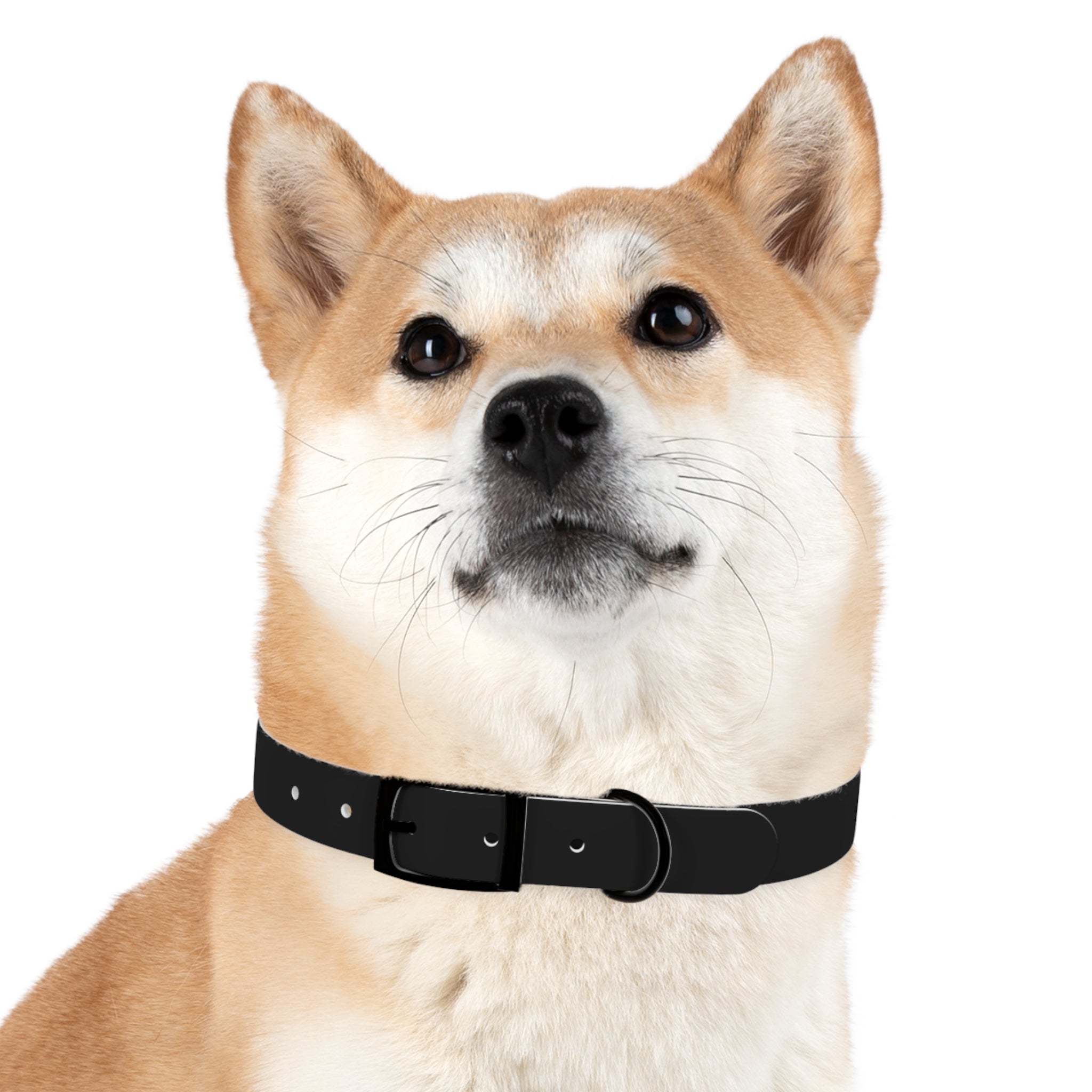 Dog Collar — "Always a Family" Personalized Black Chalkboard Pet Collar