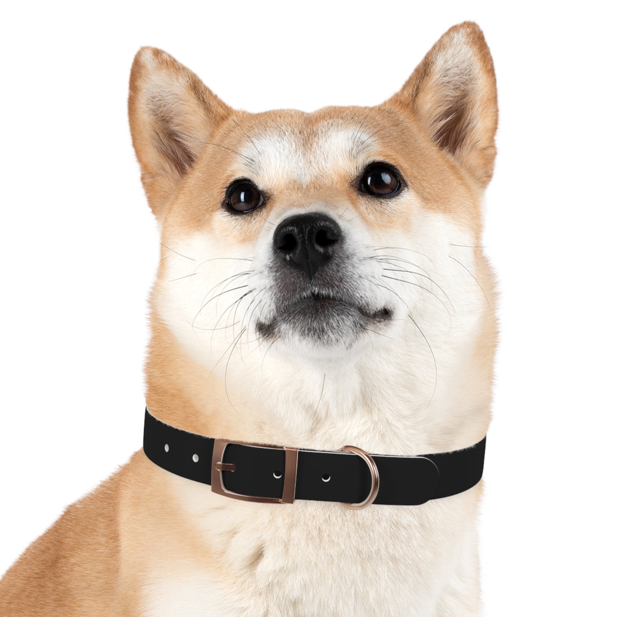 Dog Collar — "Always a Family" Personalized Black Chalkboard Pet Collar