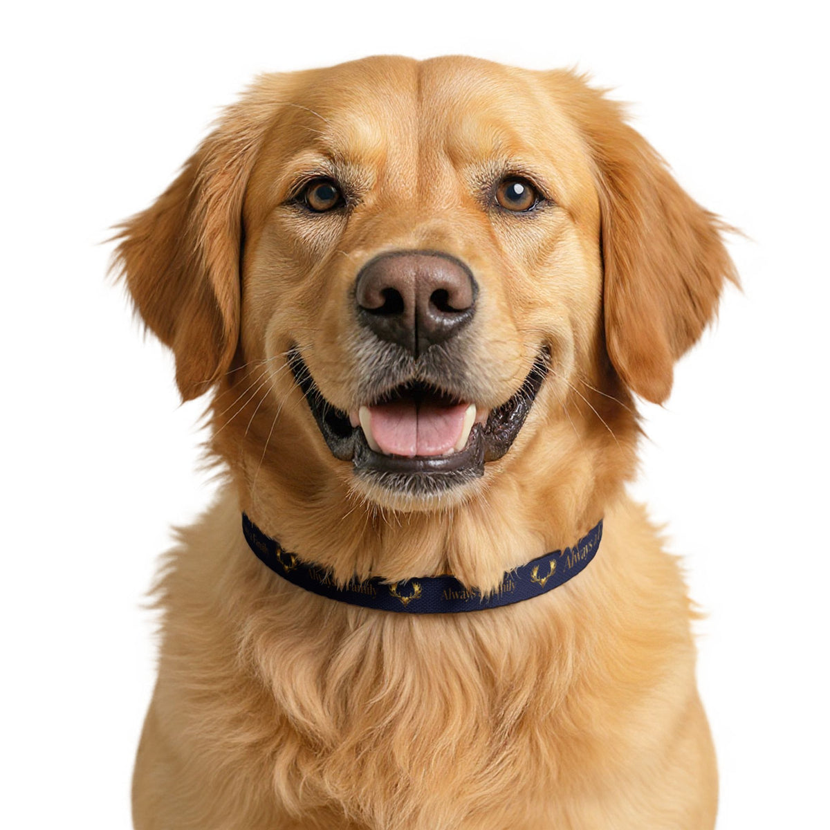 Dog Collar — Navy "Always a Family" Clip-On Collar with Gold Laurel Accent